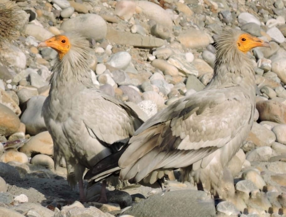जैव विविधता पार्क में सफेद गिद्घ।