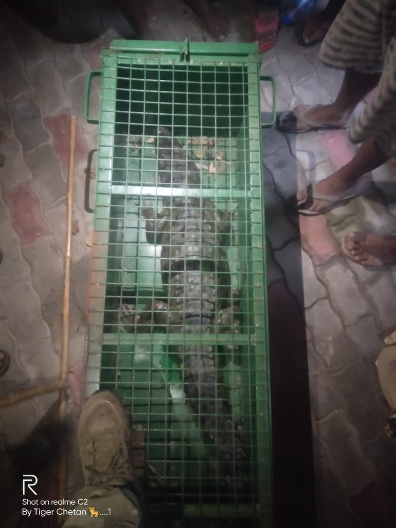 मझोला क्षेत्र में पकड़ा गया मगरमच्छ। संवाद मझोला क्षेत्र में पकड़ा गया मगरमच्छ। संवाद