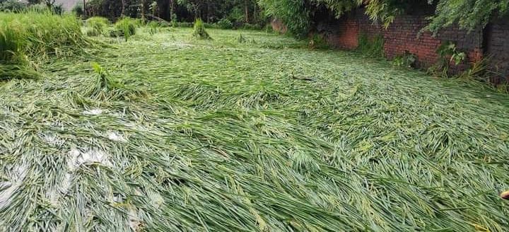 फोटो-21क्त्रस्-गोंडा में वजीरगंज के बानेपुर गांव में पानी में डूबी धान की फसल। -संवाद फोटो-21क्त्रस्-गोंडा में वजीरगंज के बानेपुर गांव में पानी में डूबी धान की फसल। -संवाद