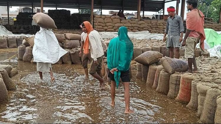 Haryana :  खेतों से लेकर मंडियों तक फसलों को भारी नुकसान, तिरपाल के बिना भीग गया 10 लाख मीट्रिक टन धान