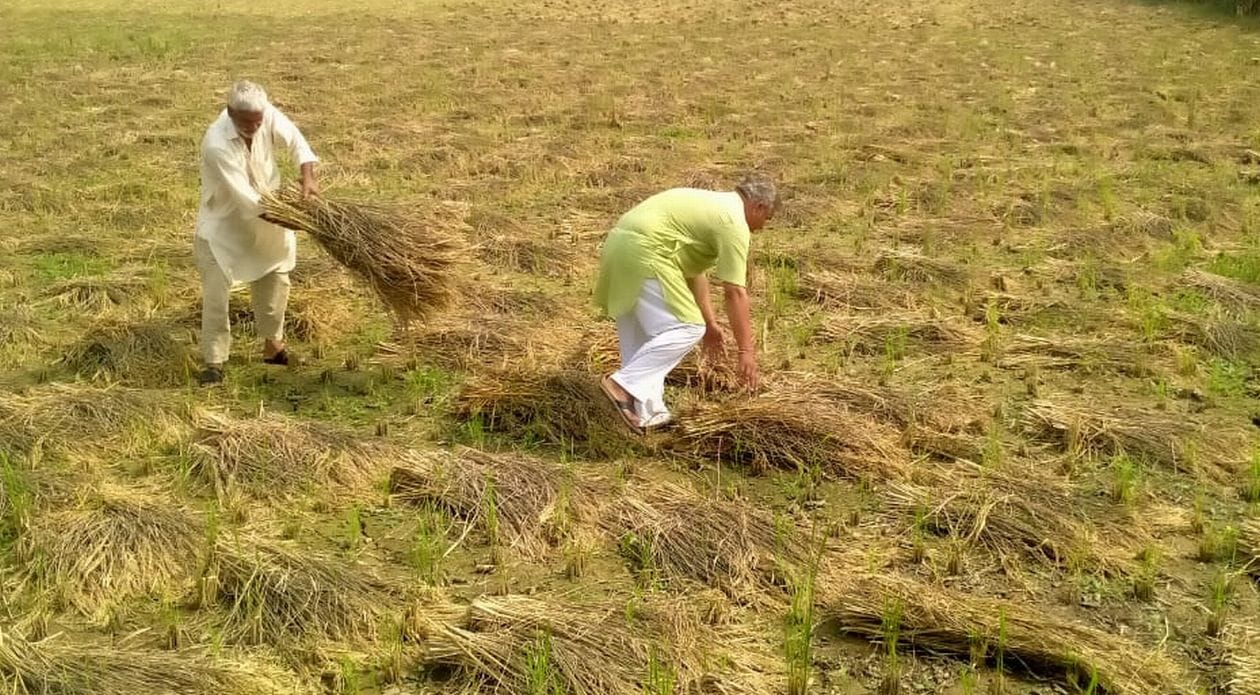 मौसम साफ होने के बाद खेत में भीगी धान की फसल को सुखाते किसान। संवाद मौसम साफ होने के बाद खेत में भीगी धान की फसल को सुखाते किसान। संवाद