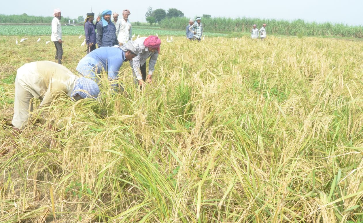 मौसम साफ होने के बाद खेत में गिरी धान की फसल को काटते ग्रा मीण। संवाद मौसम साफ होने के बाद खेत में गिरी धान की फसल को काटते ग्रा मीण। संवाद