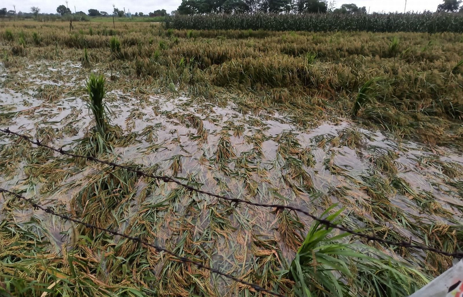 उझानी में बारिश के बाद चौपट हुई फसल। संवाद उझानी में बारिश के बाद चौपट हुई फसल। संवाद