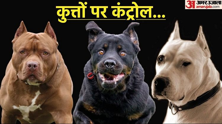 Dog Ban in Ghaziabad: पिटबुल-रॉटविलर और डोगो अर्जेंटिनो के पालने पर रोक, जानें जिनके पास हैं अब वो क्या करें