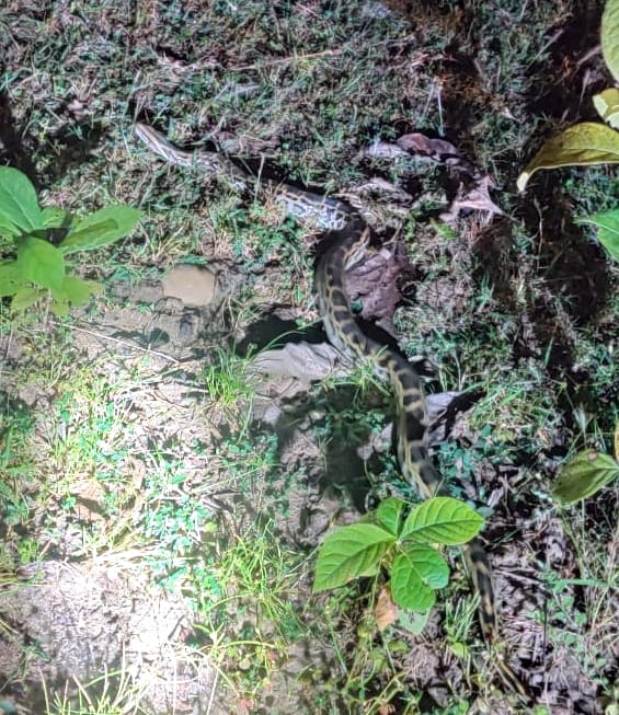 बिजनौर के अमानगढ़ में रास्ते से गुजरता अजगर। बिजनौर के अमानगढ़ में रास्ते से गुजरता अजगर।