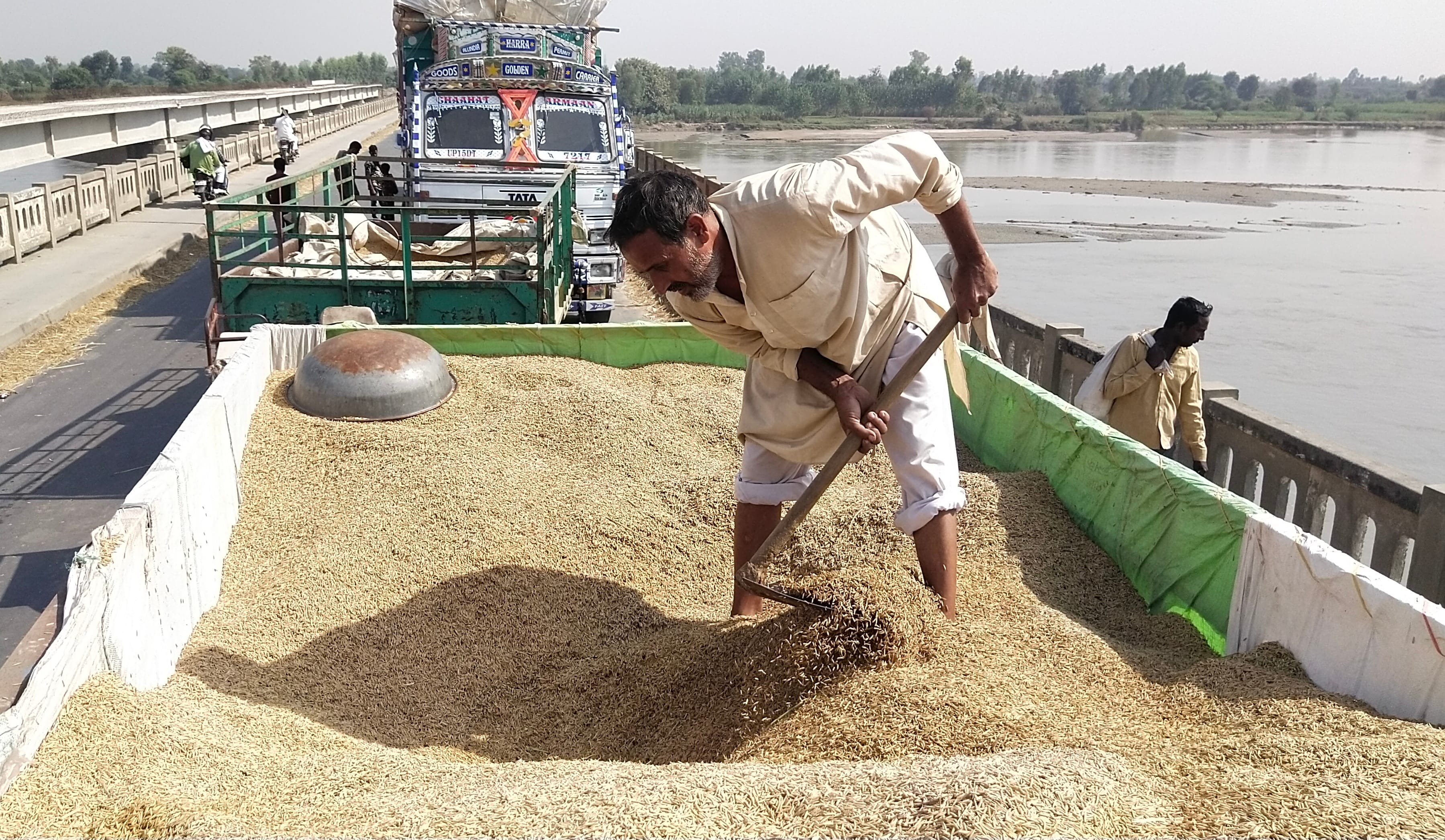 धान काली पड़ने के डर से जाम में फंसी धान की ट्रॉली में धान को पलटते हुए किसान। धान काली पड़ने के डर से जाम में फंसी धान की ट्रॉली में धान को पलटते हुए किसान।