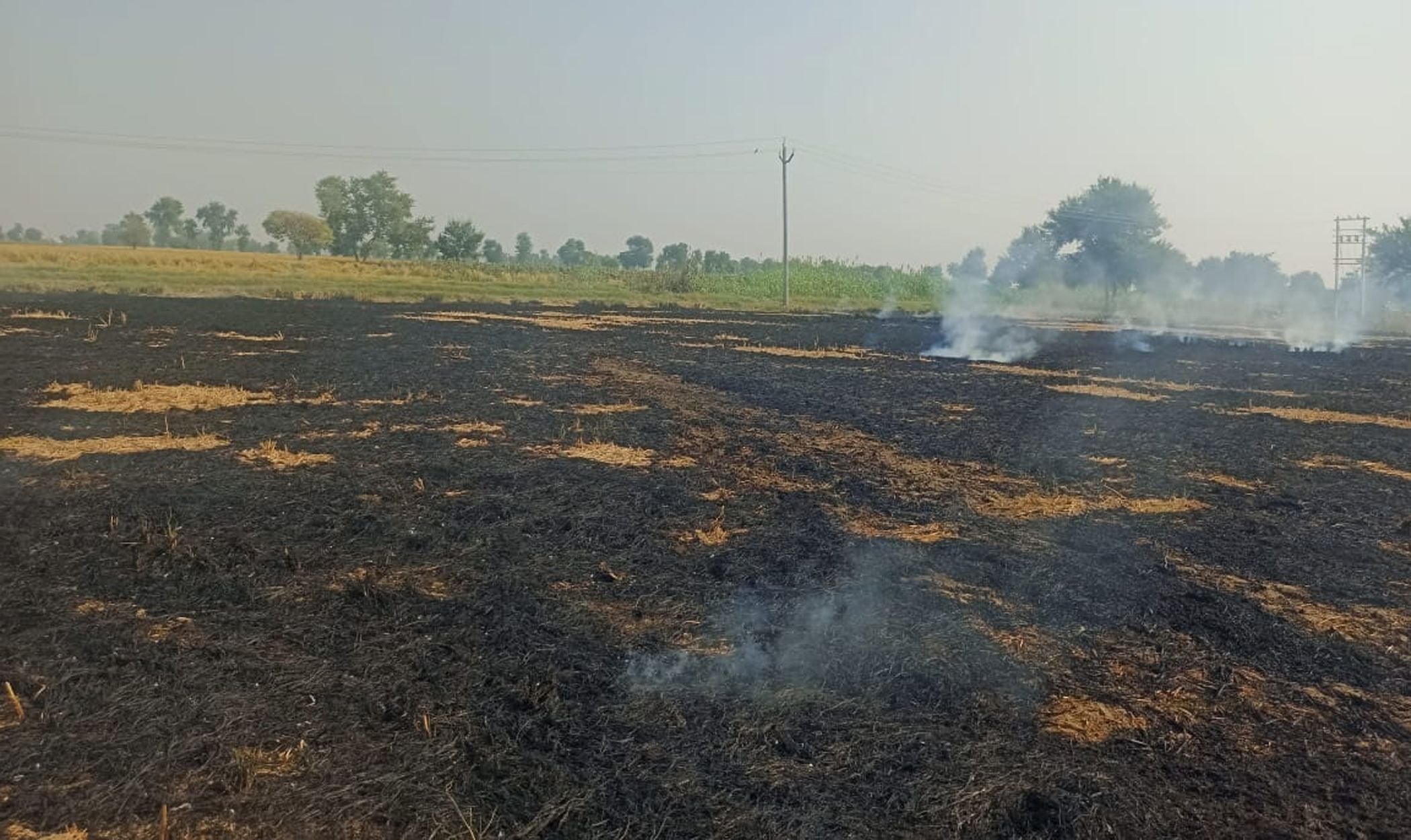 फतेहाबाद के गांव भड़ौलावाली के पास खेत में जली पराली। फतेहाबाद के गांव भड़ौलावाली के पास खेत में जली पराली।