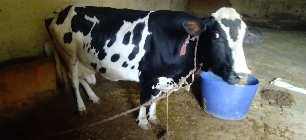 फोटो05एयूआरपी 25- दयालपुर स्थित गोशाला में खड़ी थनों में बीमारी से ग्रसित गोवंश। संवाद