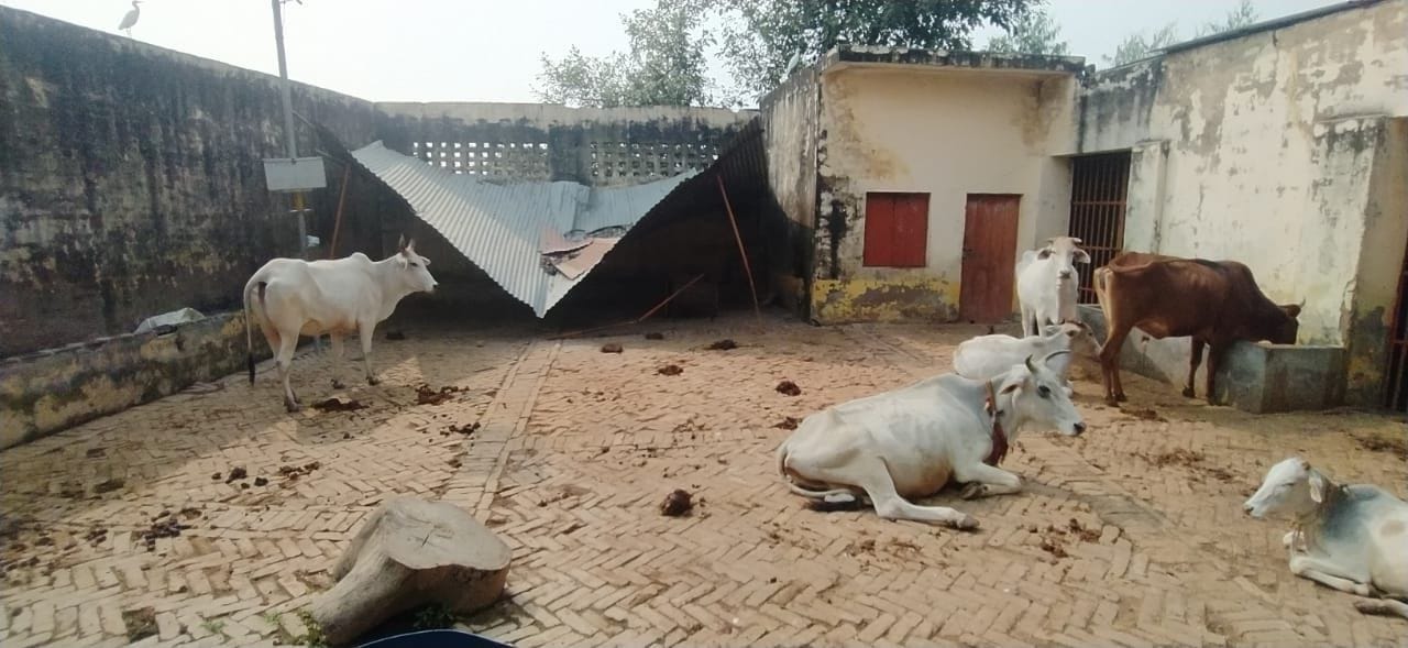 फोटो05एयूआरपी 26- दयालपुर स्थित गोशाला में टूटा पड़ा गायों के बैठने के लिए लगा टिन शेड। संवाद