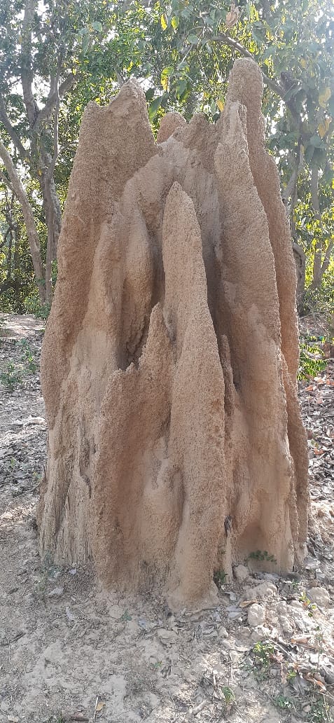 अमानगढ़ मे बना टरमाइट कैवे अमानगढ़ मे बना टरमाइट कैवे