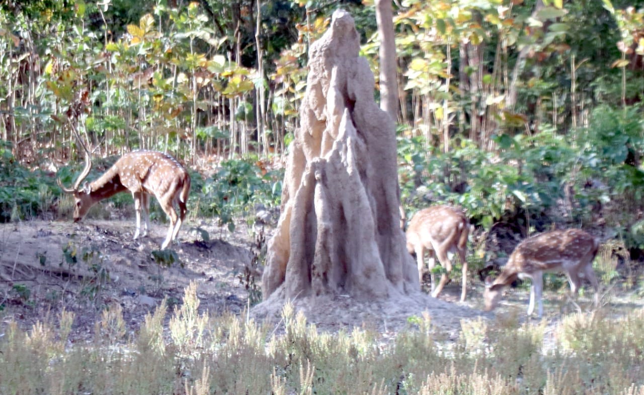 अमानगढ़ मे घूमते चीतल अमानगढ़ मे घूमते चीतल