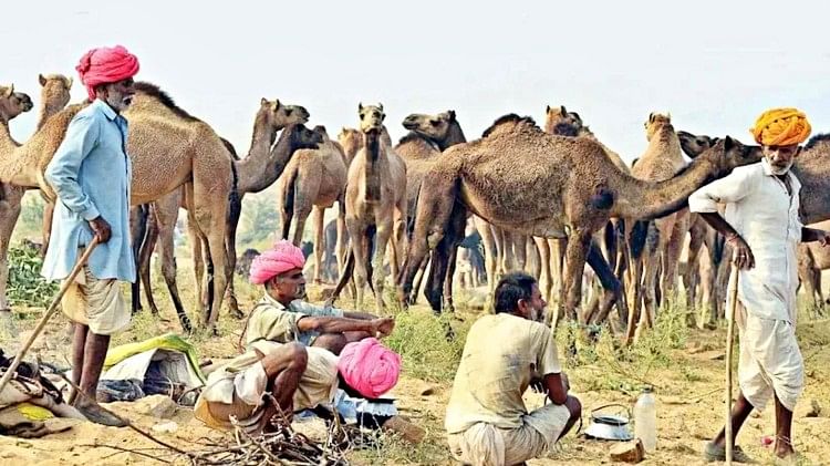 Rajasthan: The government will give 10 thousand rupees to sail the ‘ship of the desert’, know what are its benefits