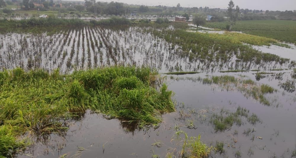 फतेहाबाद के गांव बड़ोपल के खेतों में भरा पानी। फतेहाबाद के गांव बड़ोपल के खेतों में भरा पानी।