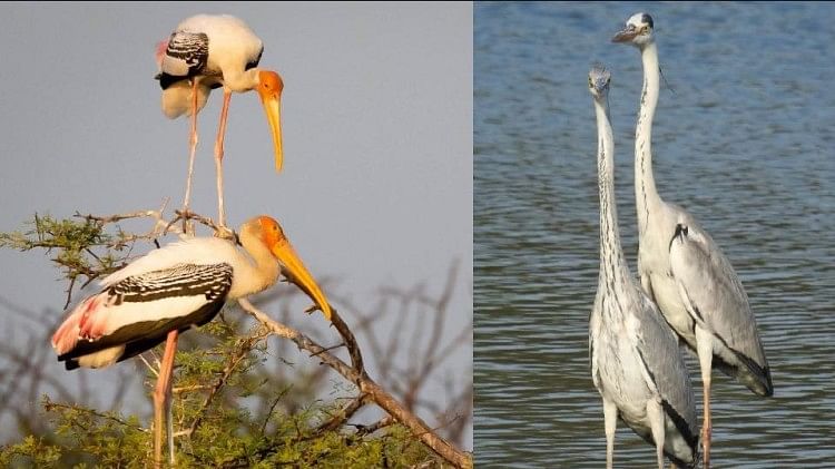 सात समंदर पार से उड़ान भरकर चंबल में पहुंचे प्रवासी पक्षी सात समंदर पार से उड़ान भरकर चंबल में पहुंचे प्रवासी पक्षी