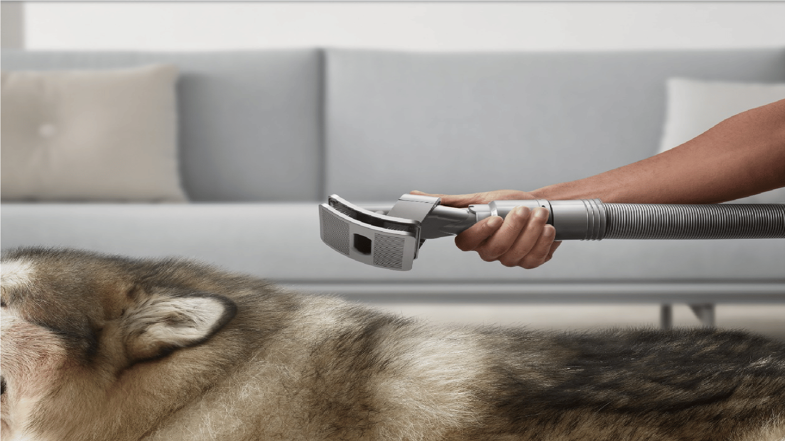 Dyson ने भारत में लॉन्च किया पेट ग्रूमिंग किट, जानें कीमत और फीचर्स