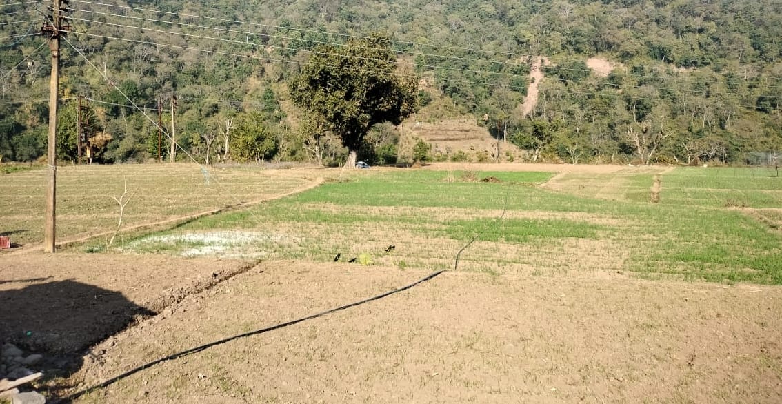 बनेठी पंचायत में बारिश व सिंचाई सुविधा के अभाव में रुकी गेहूं की ग्रोथ। संवाद बनेठी पंचायत में बारिश व सिंचाई सुविधा के अभाव में रुकी गेहूं की ग्रोथ। संवाद