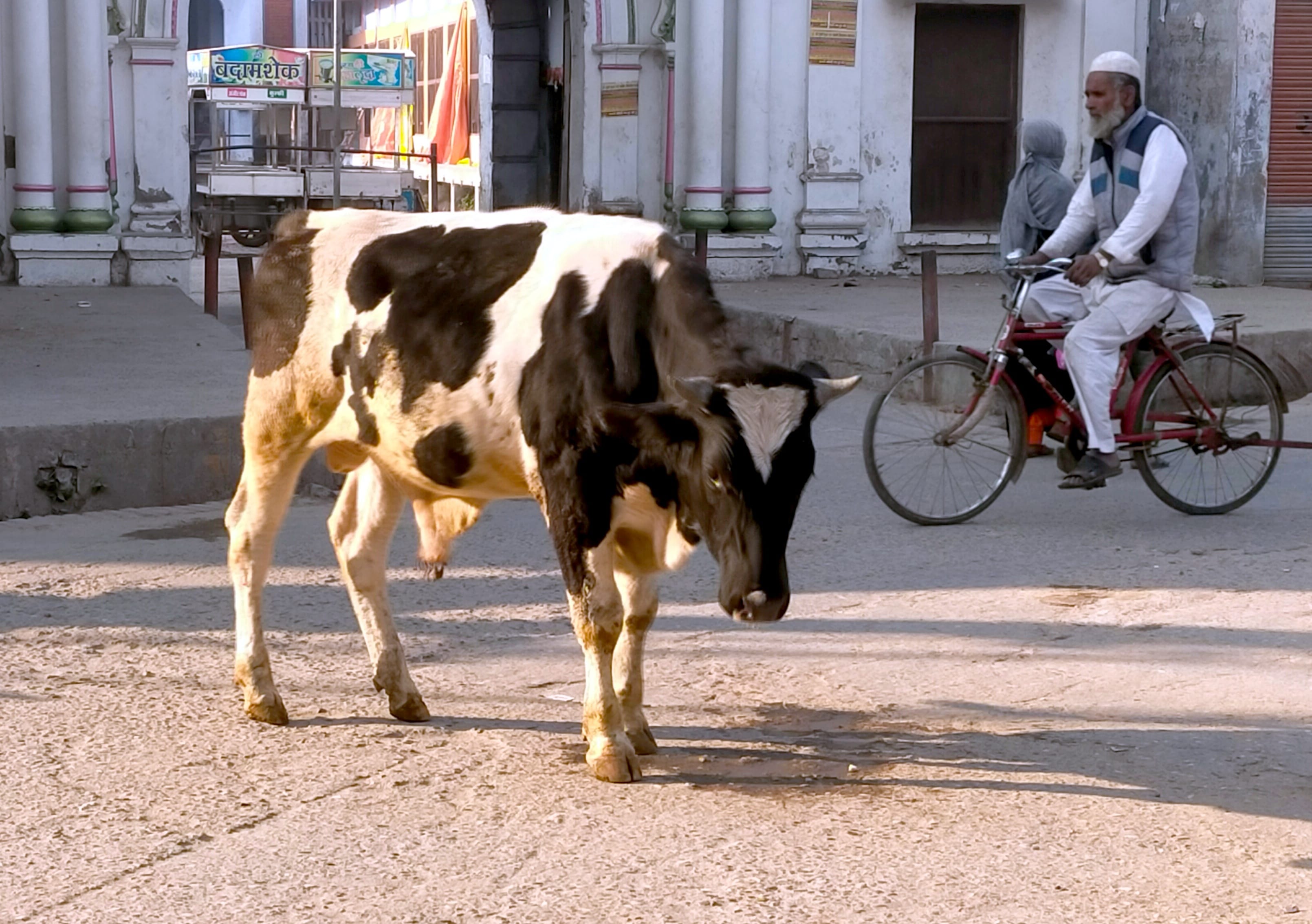 कैराना में सड़क के बीच में खड़ा गोवंश। कैराना में सड़क के बीच में खड़ा गोवंश।