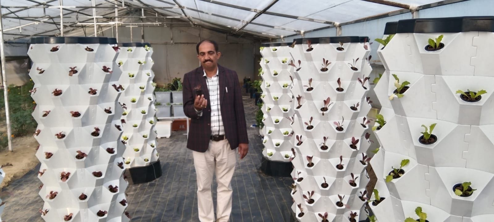 हिसार। एचएयू के एग्रो टूरिज्म सेंटर के पाली हाऊस में एयरपोनिक सिस्टम में विकसित हो रहे पौधे।