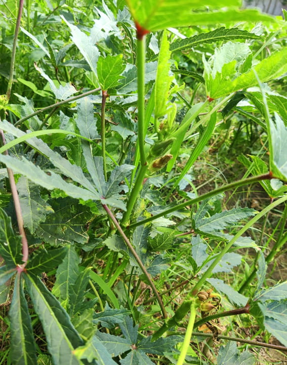 विद्यालय का किचन गार्डन। विद्यालय का किचन गार्डन।