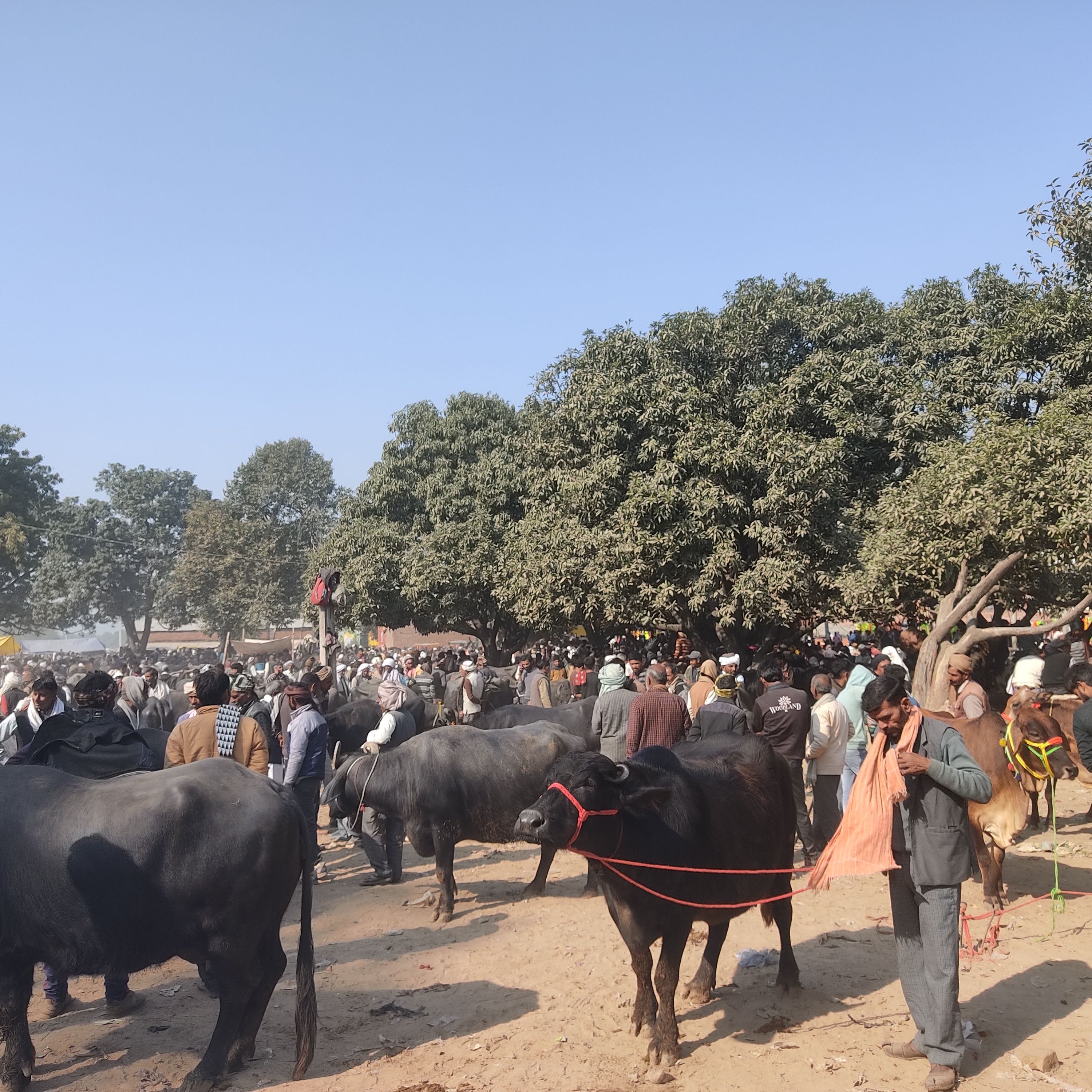 ग्राम परसुपुरा में लगा पशु बाजार। संवाद