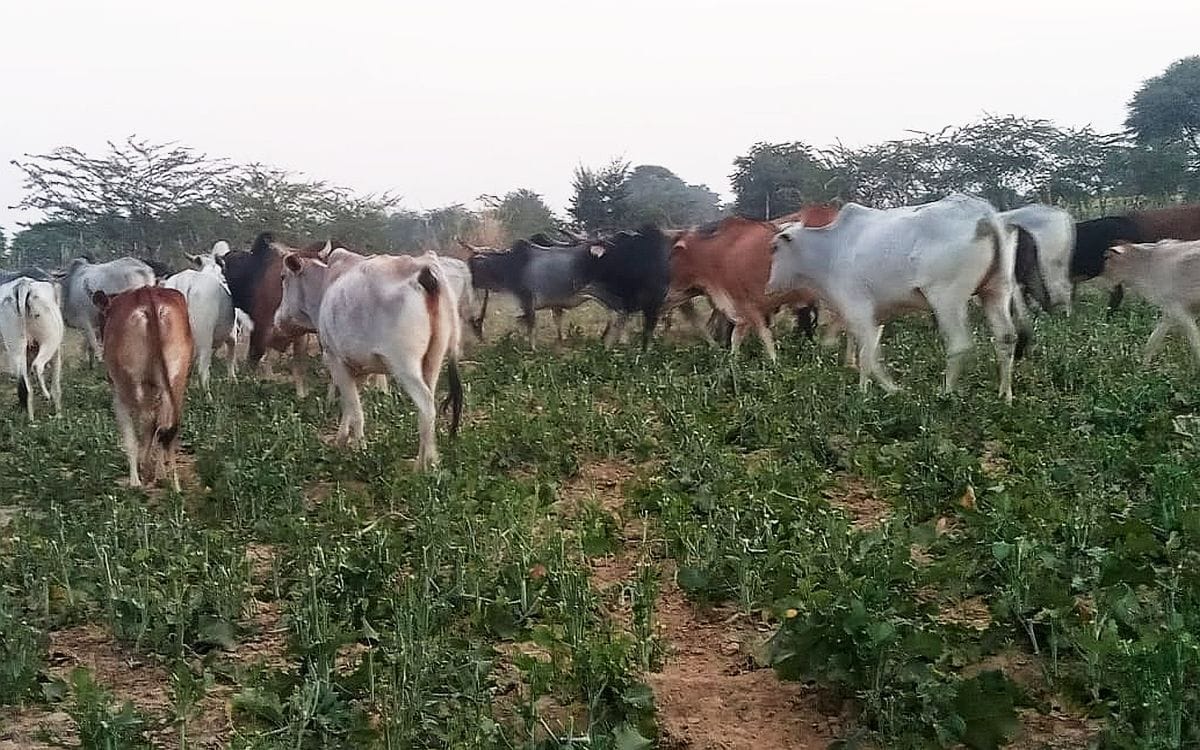 टूंडला के हिरनगांव क्षेत्र में सरसों की फसलों का सफाया कर जाता गोवंश