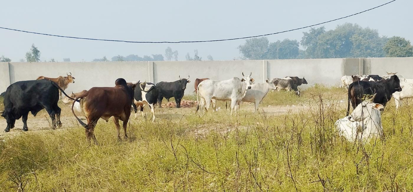 उझानी के अचौरा प्राथमिक विद्यालय में बंद छुट्टा पशु। संवाद उझानी के अचौरा प्राथमिक विद्यालय में बंद छुट्टा पशु। संवाद