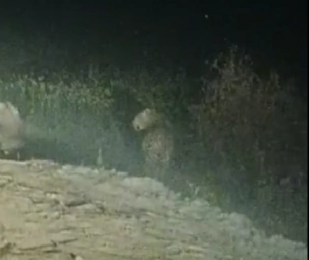 हिदायतपुर के जंगल में खेतों में छुपा बाघ।