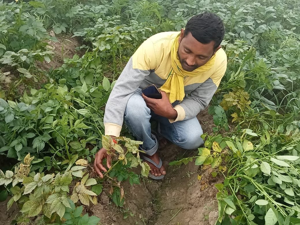 फोटो-25- खेत में खराब हो रही फसल दिखाता किसान रंजित सिंह फोटो-25- खेत में खराब हो रही फसल दिखाता किसान रंजित सिंह