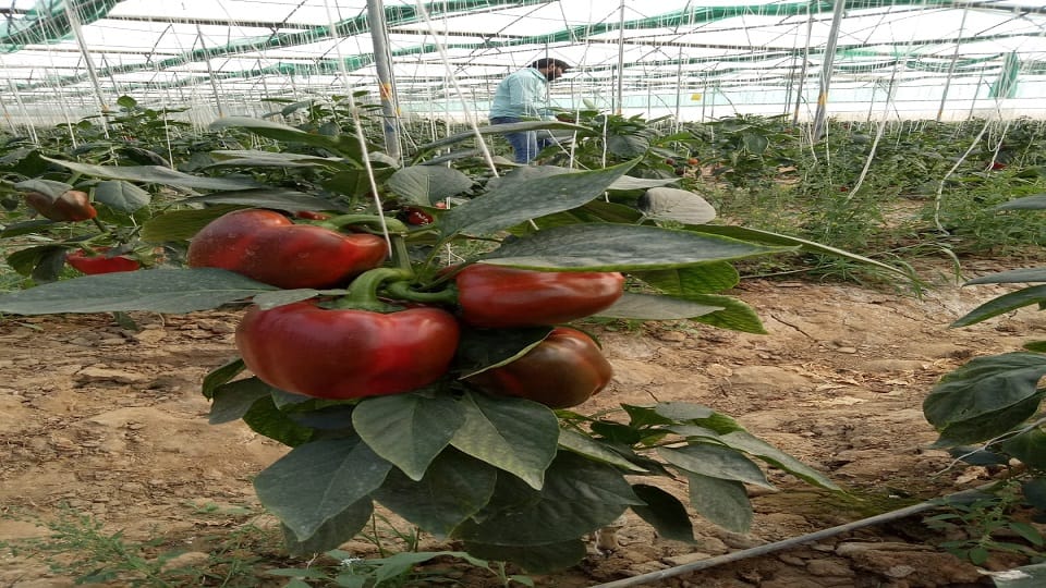 लाल शिमला मिर्च खेती