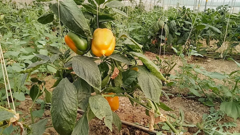 पीली शिमला मिर्च की खेती