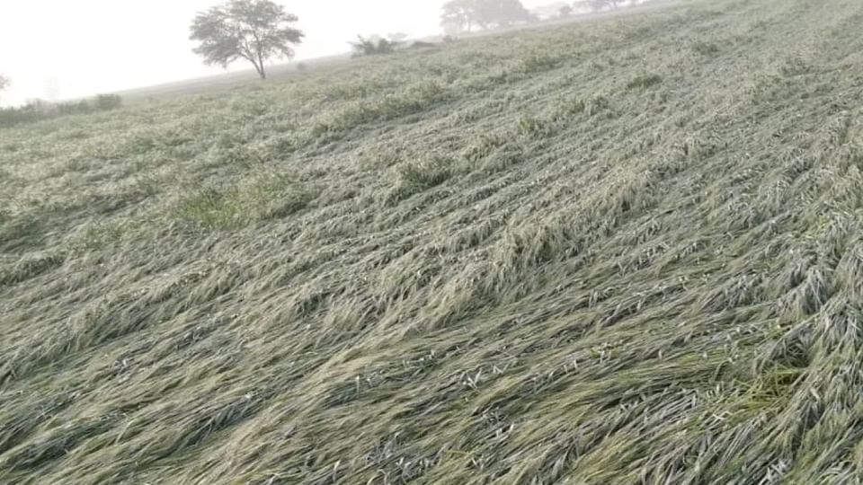 बिछी फसल