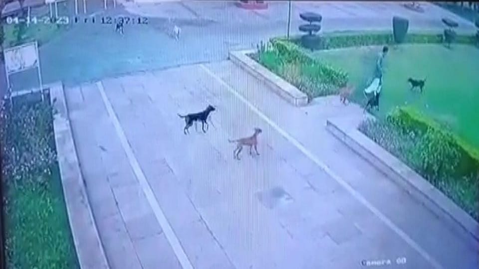 कुत्तों के हमले का सीसीटीवी फुटेज