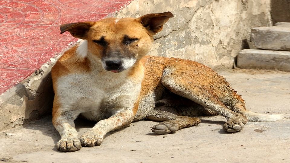 बच्ची पर हमला करने वाला कुत्ता