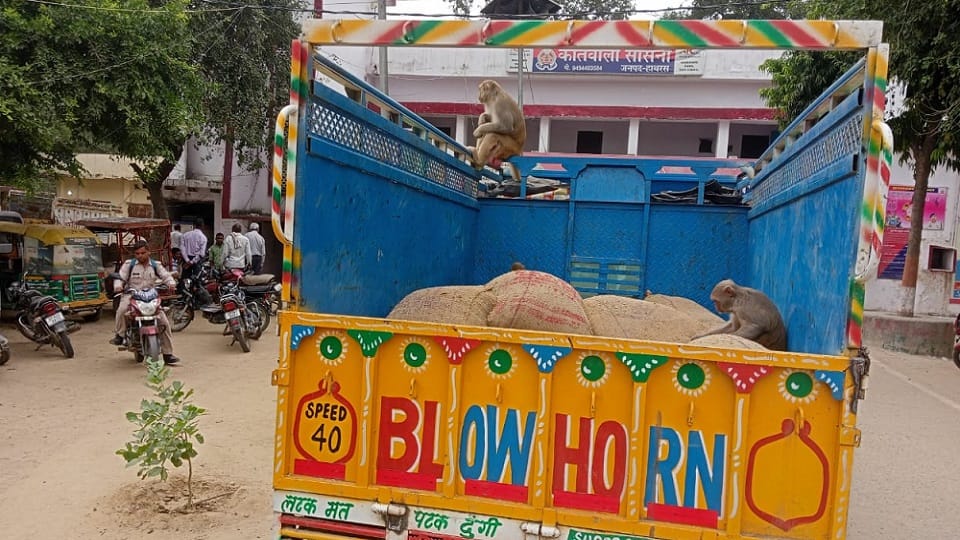 लदा हुआ धान