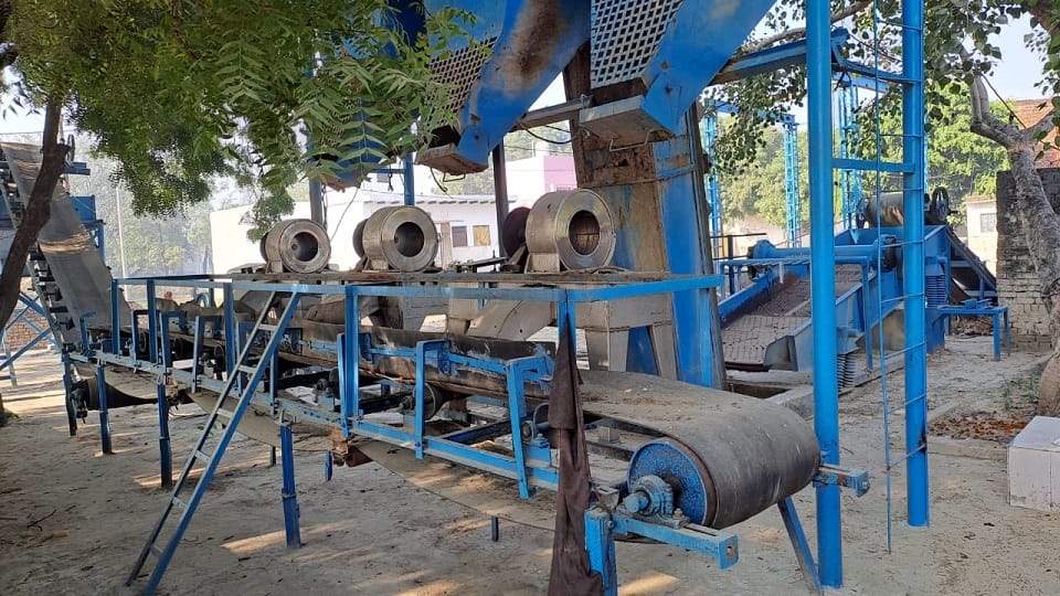 चिकोरी का प्लांट