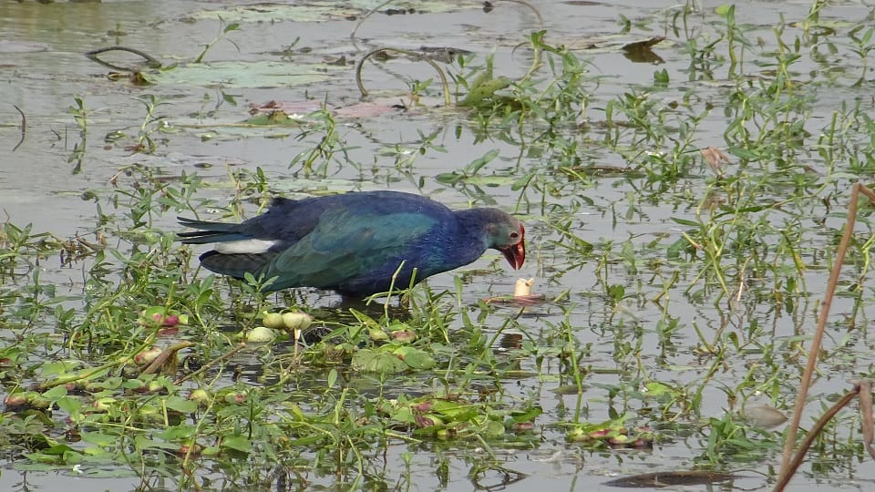 शेखा झील अलीगढ़