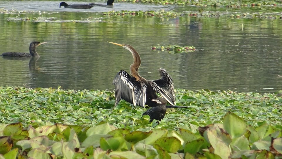 शेखा झील