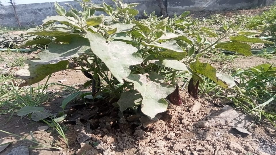 बेंगन की फसल