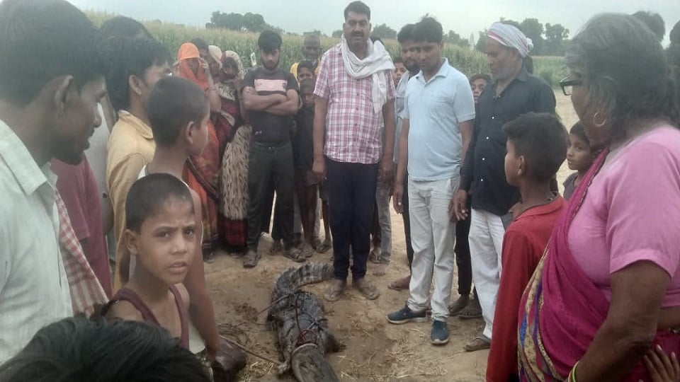 मगमच्छ देखते ग्रामीण