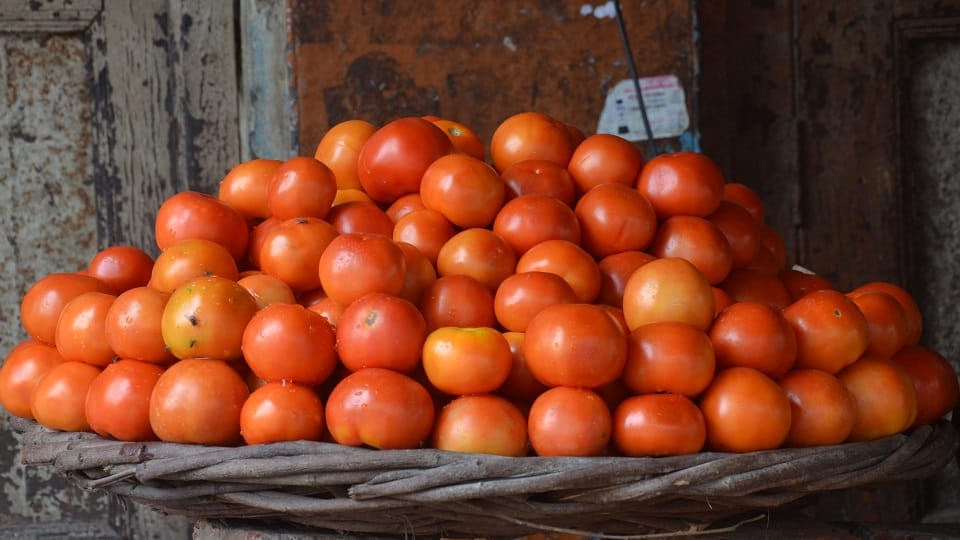 टमाटर