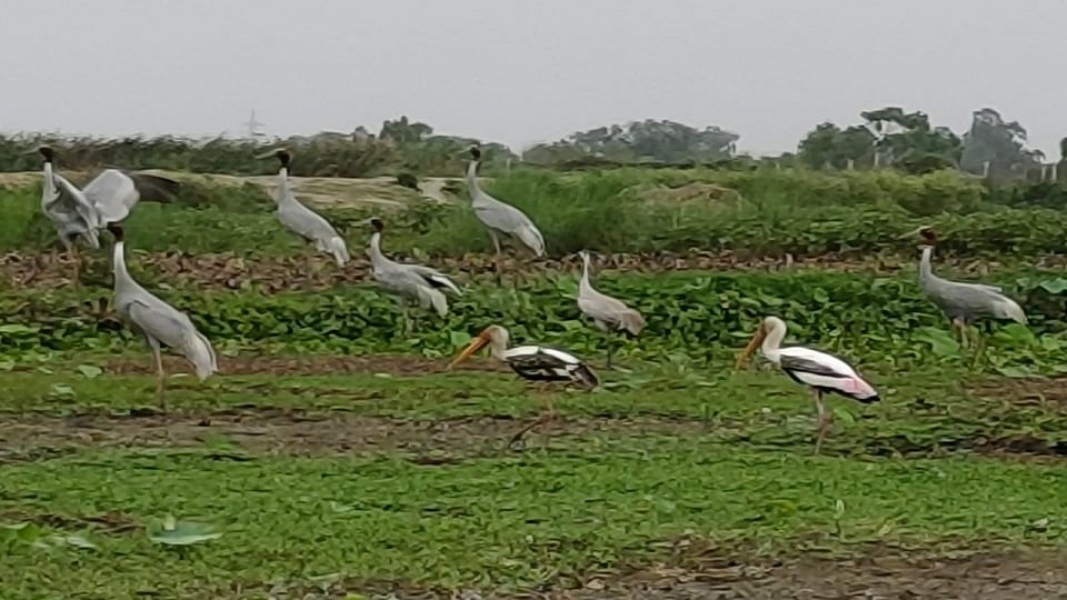 शेखा झील के आस-पास सारस