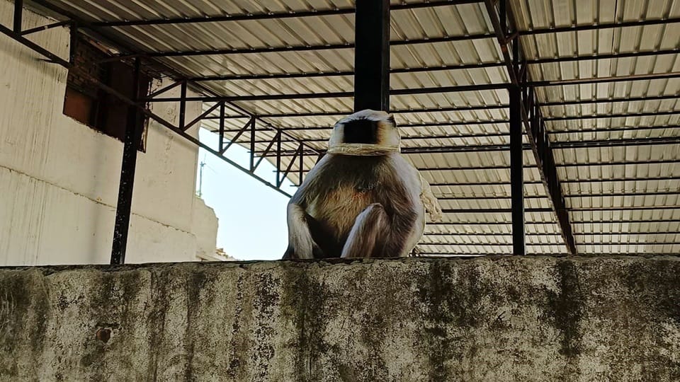 कलेक्ट्रेट परिसर में बंदरों को भगाने के लिए लगाए गए लंगूर के कट आउट