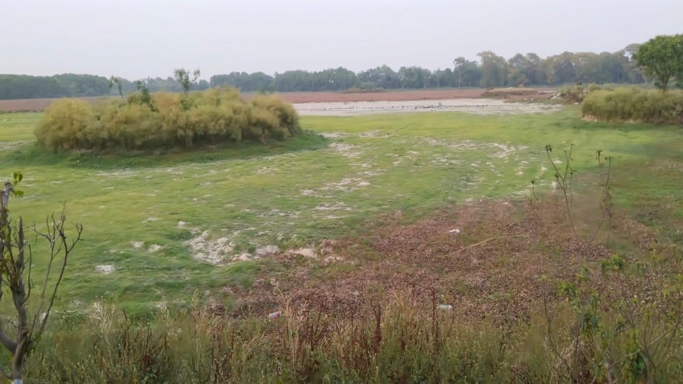 शेखा झील