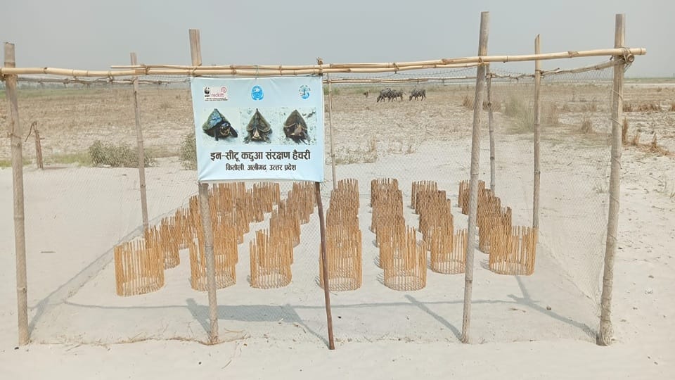 अलीगढ़ के किरतौली में गंगा किनारे बनी कछुआ संरक्षण हेचरी