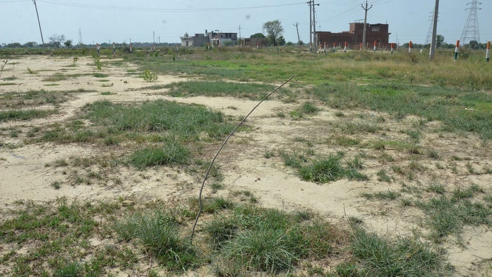 मथुरा रोड स्थित आसना अजीतपुर में नगर निगम द्वारा लगाये गये पौधे खाली पड़ा ग्राउंड