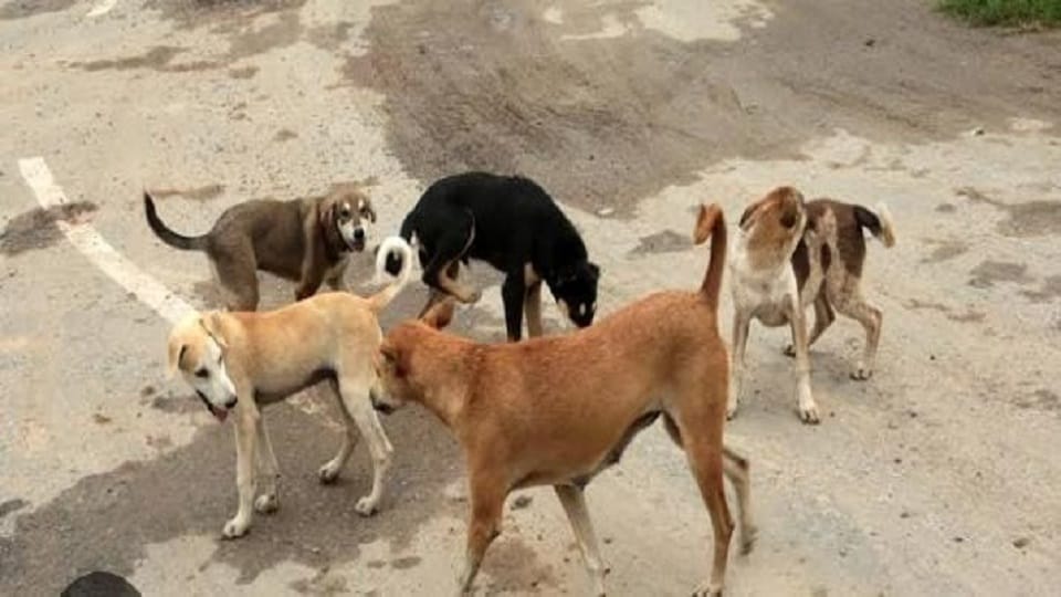 कुत्तों का झुंड