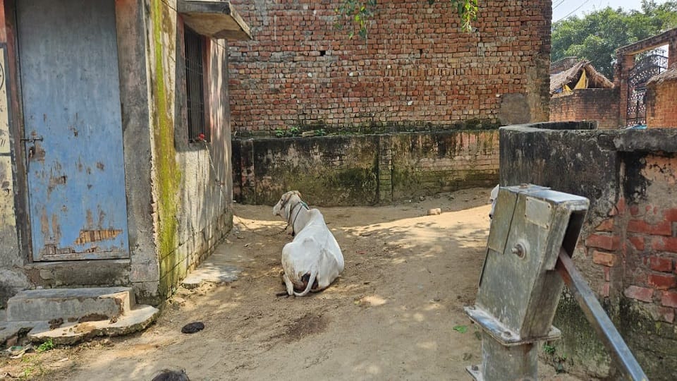 पीएचसी हरनोट पर बंधे पशु