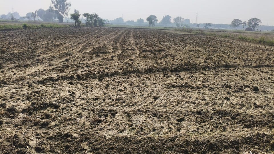 खैर में बुवाई के इंतजार में सूखता पलेवा
