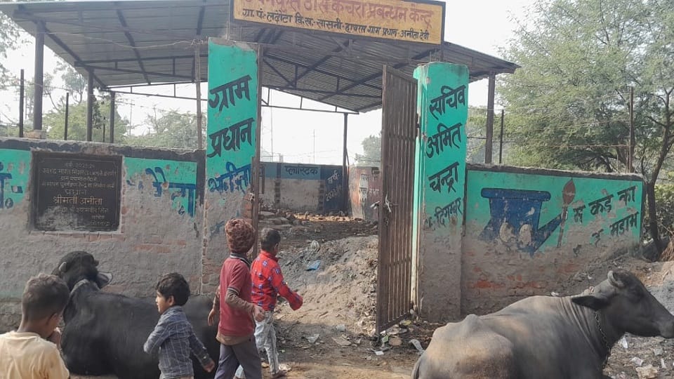 सासनी के गांव लढ़ौता में कचरा प्रबंधन केंद्र पर  बंधे पशु