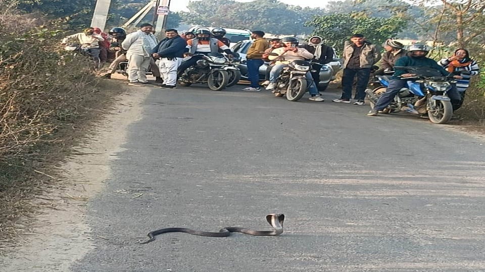 कलेक्ट्रेट के निकट बंबा के किनारे सडक पर सांप